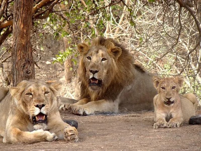 Gir National Park