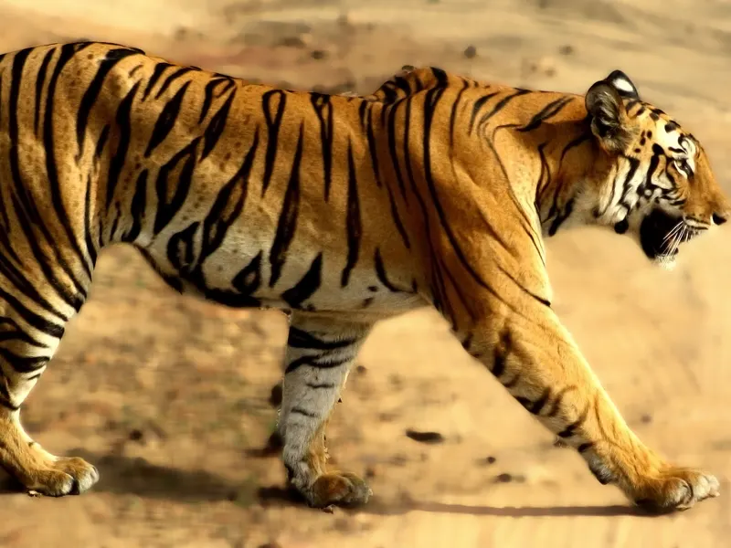 Wildlife Central India
