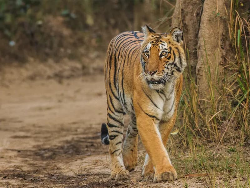 Jim Corbett National Park