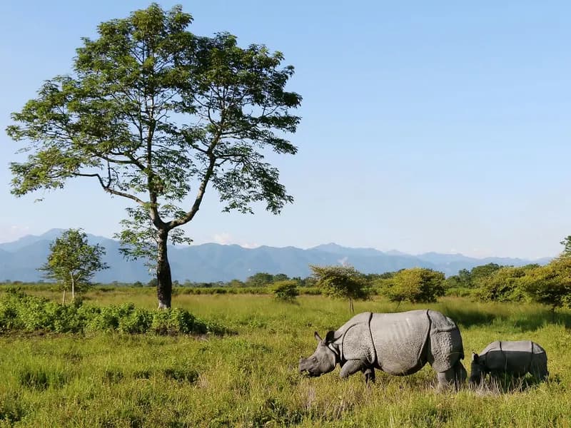 Manas National Park